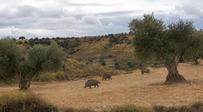 La “no nascencia” deja sin indemnización los daños de fauna salvaje en semillas y plántulas fauna salvaje