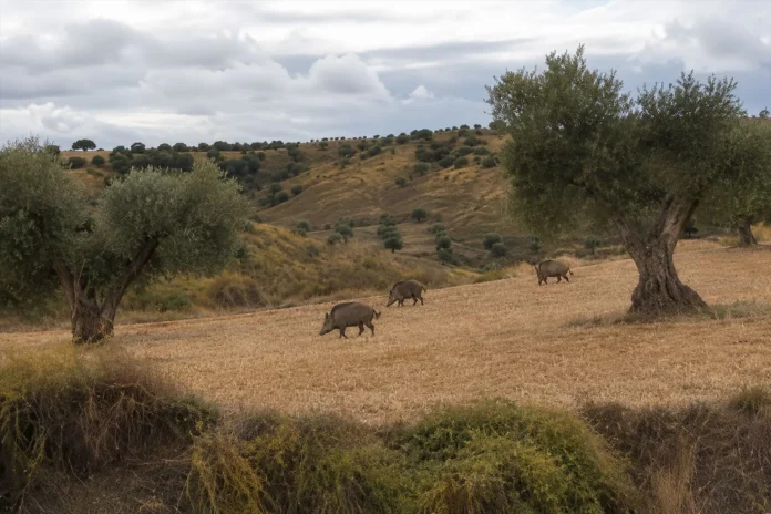fauna salvaje