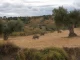 La “no nascencia” deja sin indemnización los daños de fauna salvaje en semillas y plántulas fauna salvaje