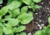 132,3 millones para la lucha contra enfermedades animales y vegetales y actuaciones vitivinícolas plantas