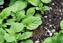 Pide que se mida el éxito de la PAC por viabilidad de explotaciones agrarias y no por cuestiones ambientales plantas