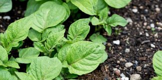 Pide que se mida el éxito de la PAC por viabilidad de explotaciones agrarias y no por cuestiones ambientales plantas