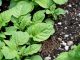Pide que se mida el éxito de la PAC por viabilidad de explotaciones agrarias y no por cuestiones ambientales plantas