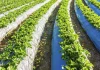 Riego inteligente y gestión del agua: la tecnología que está cambiando la agricultura española riego inteligente