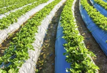 Riego inteligente y gestión del agua: la tecnología que está cambiando la agricultura española riego inteligente