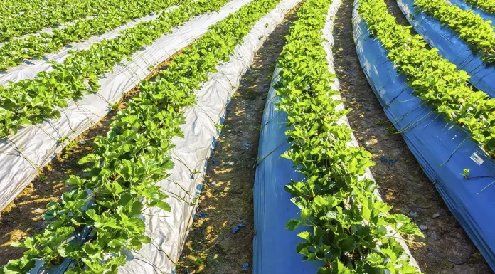 Riego inteligente y gestión del agua: la tecnología que está cambiando la agricultura española riego inteligente