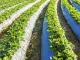 Riego inteligente y gestión del agua: la tecnología que está cambiando la agricultura española riego inteligente
