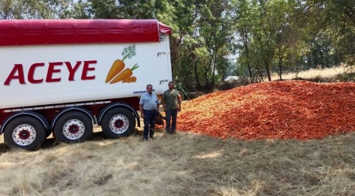 La solidaridad del campo se traduce en hechos: donan zanahorias para alimentar al ganado afectado por los incendios ASAJA Avila