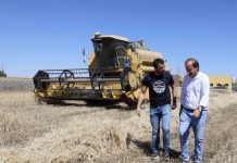 La cosecha de cereal de invierno en el granero de España se hunde cereal Castilla y León