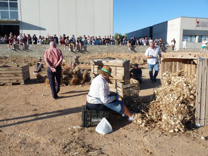 Concurso Corte de Ajos Feria Internacional del Ajo