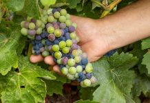 La Denominación de Origen La Mancha ya se prepara para una vendimia adelantada envero de la uva