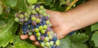 La Denominación de Origen La Mancha ya se prepara para una vendimia adelantada envero de la uva