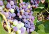 La próxima vendimia en Castilla-La Mancha podría ser la más adelantada de la historia envero de la uva