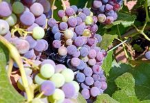 La próxima vendimia en Castilla-La Mancha podría ser la más adelantada de la historia envero de la uva