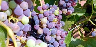 La próxima vendimia en Castilla-La Mancha podría ser la más adelantada de la historia envero de la uva