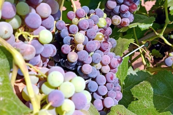 envero de la uva