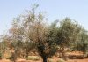 Descubren cómo evitar el efecto defoliante de la verticilosis en el olivo Olivo con verticilosis
