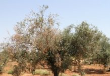 Descubren cómo evitar el efecto defoliante de la verticilosis en el olivo Olivo con verticilosis