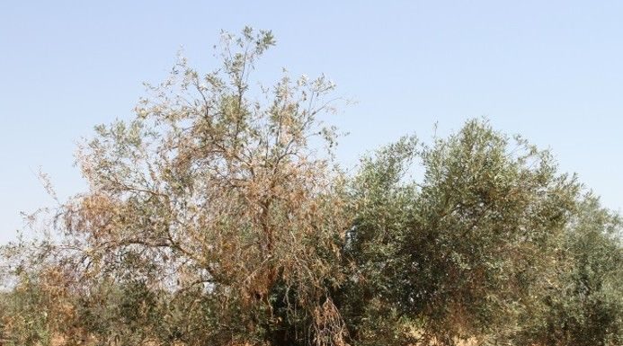 Descubren cómo evitar el efecto defoliante de la verticilosis en el olivo Olivo con verticilosis