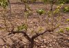 Brotes de langosta mediterránea y gusano cabezudo dañan los cultivos de Albacete plaga viñedo
