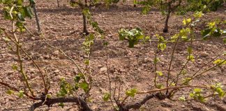 Brotes de langosta mediterránea y gusano cabezudo dañan los cultivos de Albacete plaga viñedo