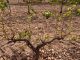Brotes de langosta mediterránea y gusano cabezudo dañan los cultivos de Albacete plaga viñedo