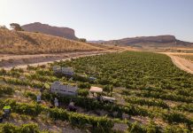 Una Denominación de Origen española tiene el inicio de vendimia más temprano de su historia vendimia Jumilla