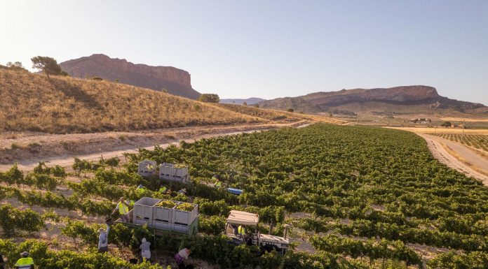 Una Denominación de Origen española tiene el inicio de vendimia más temprano de su historia vendimia Jumilla