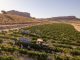 Una Denominación de Origen española tiene el inicio de vendimia más temprano de su historia vendimia Jumilla