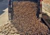 Tres investigados en Badajoz por el hurto de 1.860 kilos de ajo morado en Albacete ajos robados