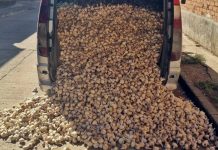 Tres investigados en Badajoz por el hurto de 1.860 kilos de ajo morado en Albacete ajos robados