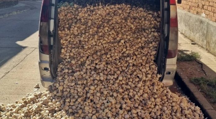 Tres investigados en Badajoz por el hurto de 1.860 kilos de ajo morado en Albacete ajos robados