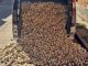 Tres investigados en Badajoz por el hurto de 1.860 kilos de ajo morado en Albacete ajos robados