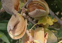 El campo se cuece: el calor mata almendros y paraliza el engorde de los cítricos almendras sequía