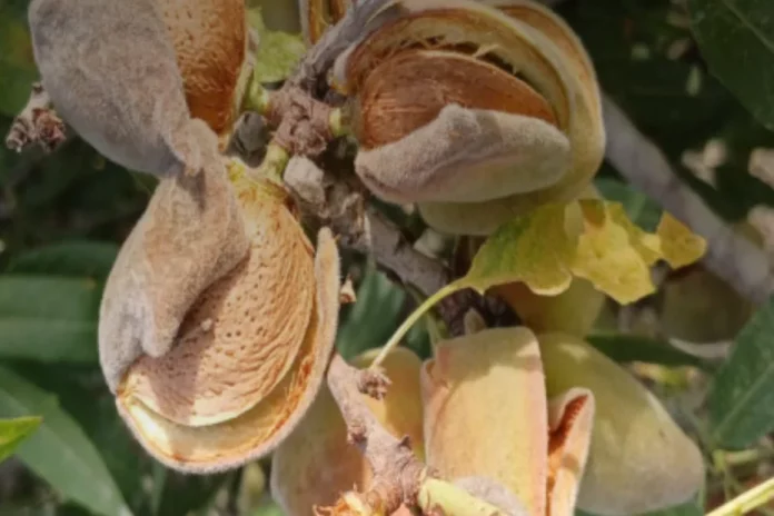 almendras sequía