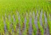 Reclama herramientas efectivas para garantizar la viabilidad del cultivo del arroz frente a las plagas arroz