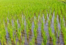 Reclama herramientas efectivas para garantizar la viabilidad del cultivo del arroz frente a las plagas arroz