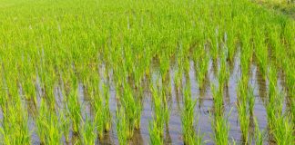Reclama herramientas efectivas para garantizar la viabilidad del cultivo del arroz frente a las plagas arroz