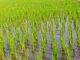 Reclama herramientas efectivas para garantizar la viabilidad del cultivo del arroz frente a las plagas arroz