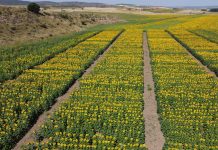 Castilla-La Mancha evalúa cincuenta variedades de girasol en condiciones reales de cultivo girasol