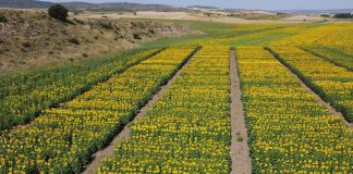 Castilla-La Mancha evalúa cincuenta variedades de girasol en condiciones reales de cultivo girasol
