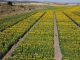 Castilla-La Mancha evalúa cincuenta variedades de girasol en condiciones reales de cultivo girasol