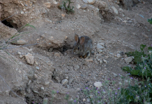Unión de Uniones reclama soluciones efectivas ante los daños del conejo de monte daños conejo