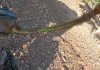 Denuncian falta de medidas ante una plaga de conejos que arrasa los cultivos de Ciudad Real daños conejos
