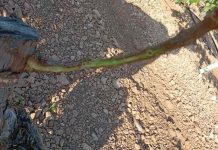 Denuncian falta de medidas ante una plaga de conejos que arrasa los cultivos de Ciudad Real daños conejos