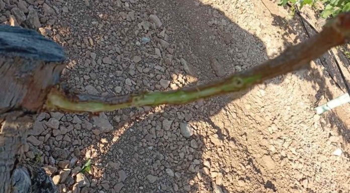 Denuncian falta de medidas ante una plaga de conejos que arrasa los cultivos de Ciudad Real daños conejos