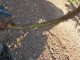 Denuncian falta de medidas ante una plaga de conejos que arrasa los cultivos de Ciudad Real daños conejos