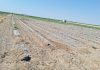 Desoladoras imágenes: los conejos arrasan un melonar en Campo de Criptana melonar arrasado por conejos