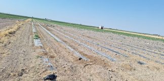 Desoladoras imágenes: los conejos arrasan un melonar en Campo de Criptana melonar arrasado por conejos