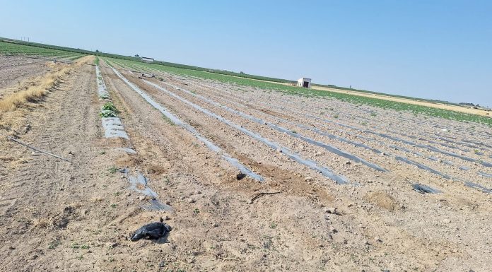 Desoladoras imágenes: los conejos arrasan un melonar en Campo de Criptana melonar arrasado por conejos